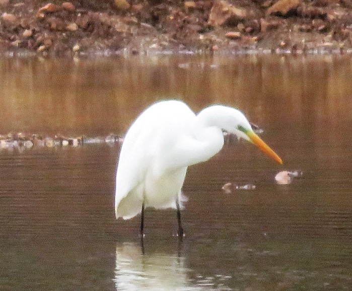 Great White Egret