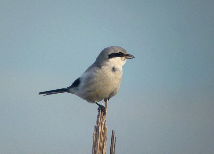 Great Grey Shrike