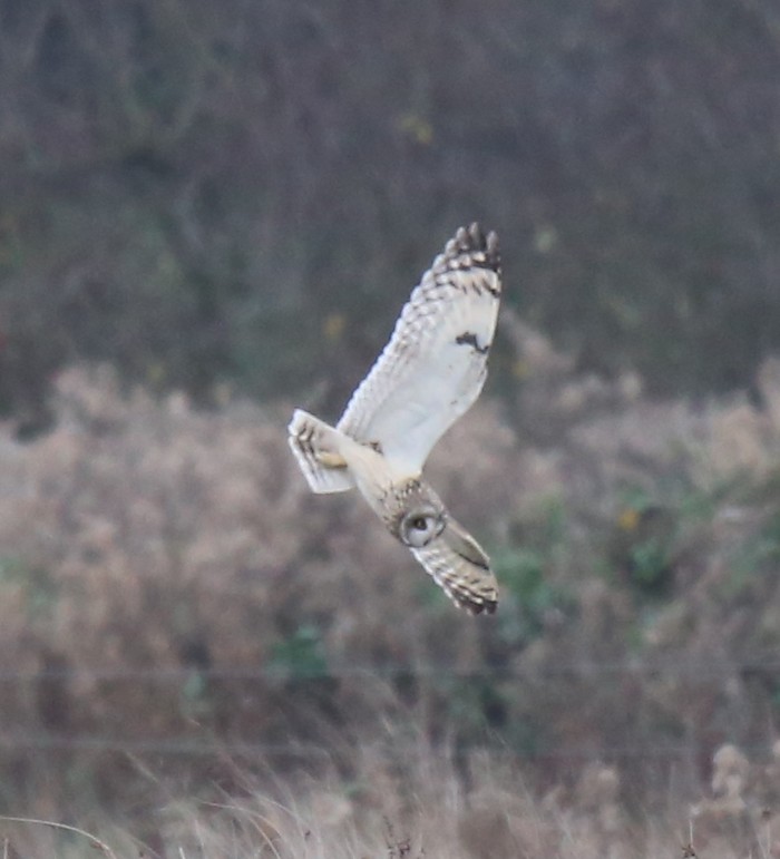 Short-eared Owl