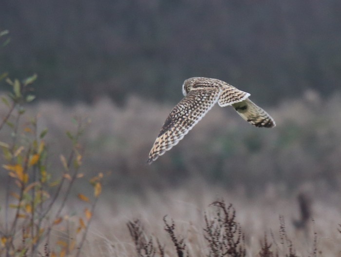 Short-eared Owl