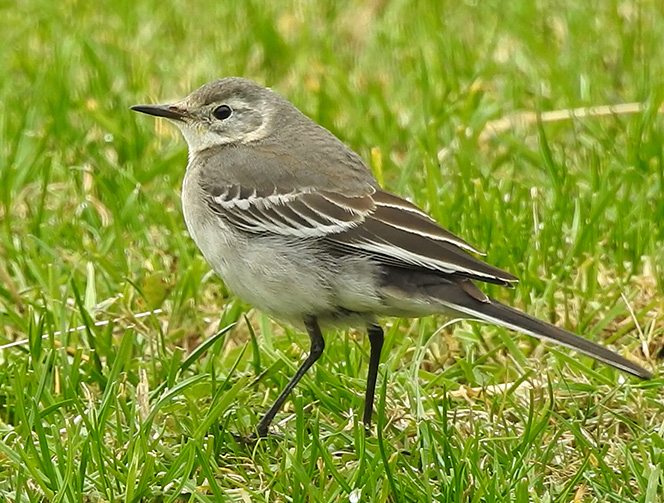Citrine Wagtail