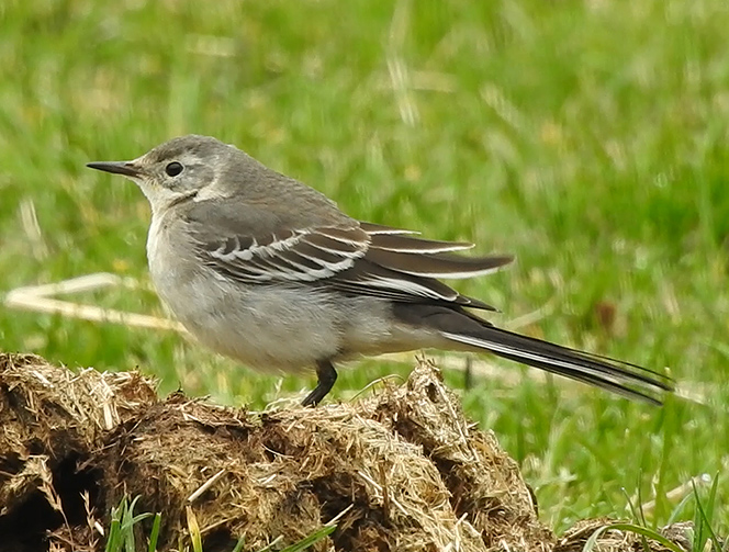 Citrine Wagtail