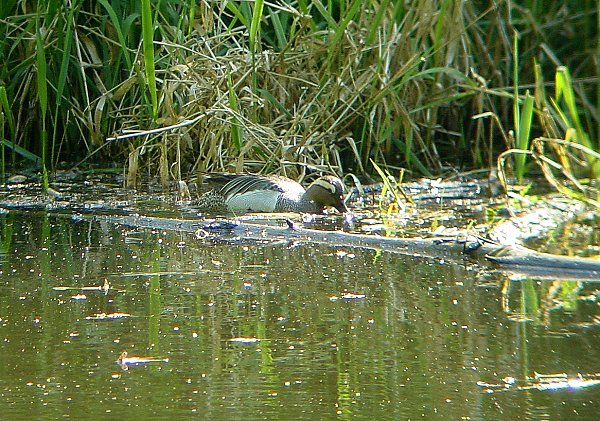 Garganey