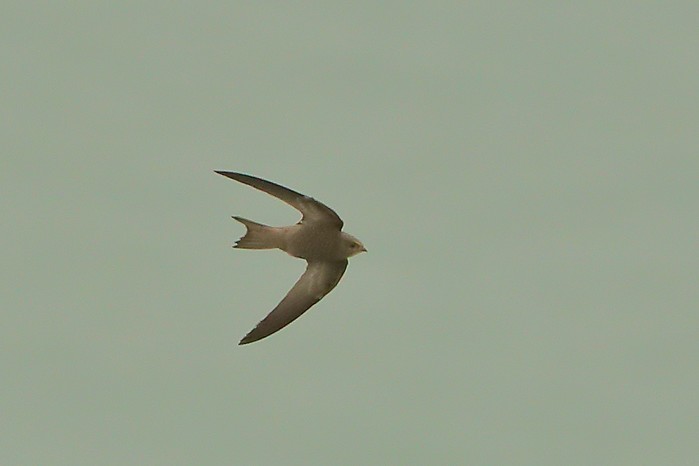 Pallid Swift