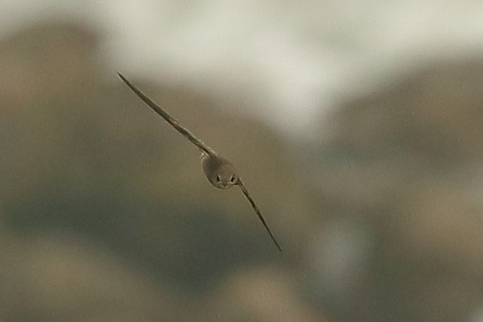 Pallid Swift