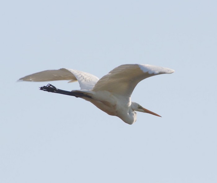 Great White Egret