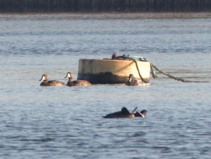 Scaup