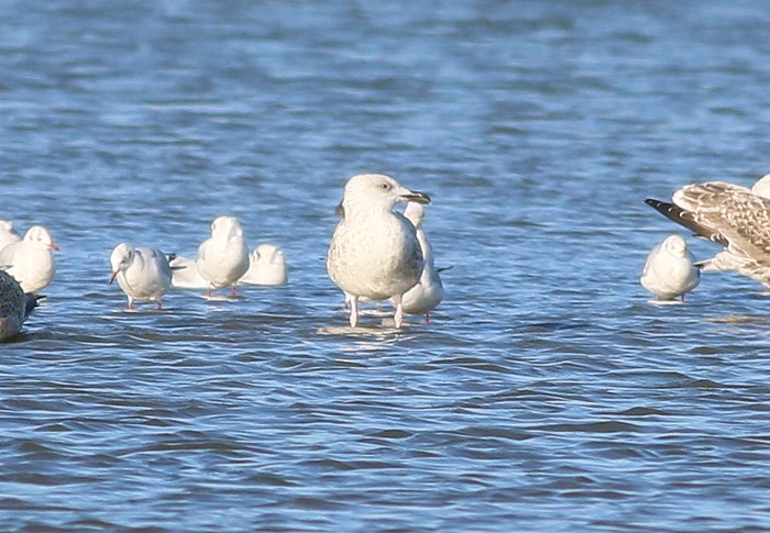 Caspian Gull