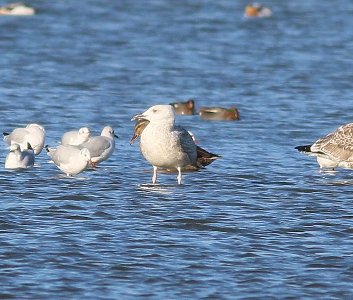 Caspian Gull