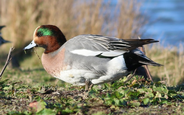 Wigeon
