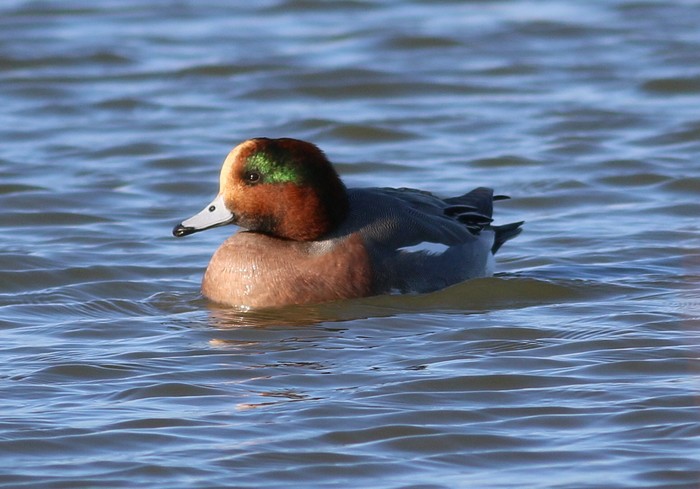 Wigeon
