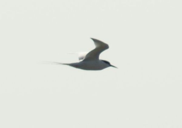 Roseate Tern