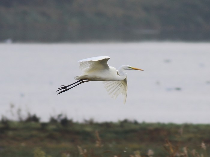 Great White Egret