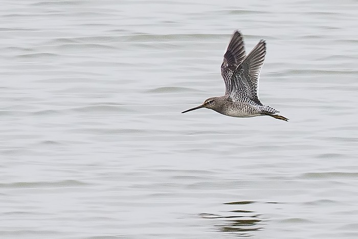 Long-billed Dowitcher