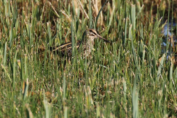 Jack Snipe