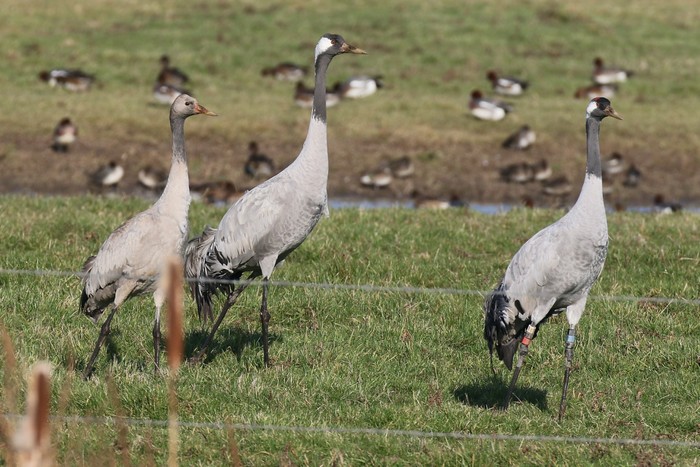 Common Crane