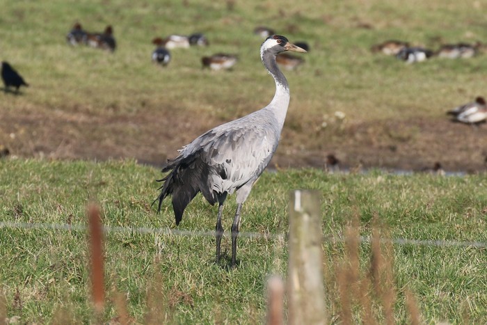 Common Crane