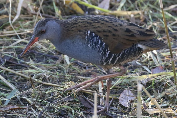 Water Rail