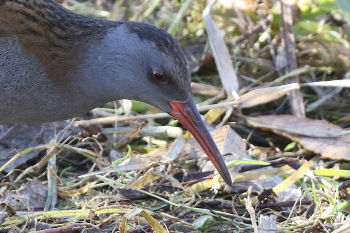Water Rail