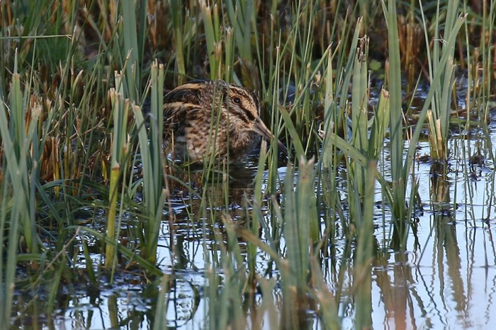 Jack Snipe