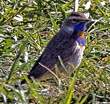 Red-spotted Bluethroat