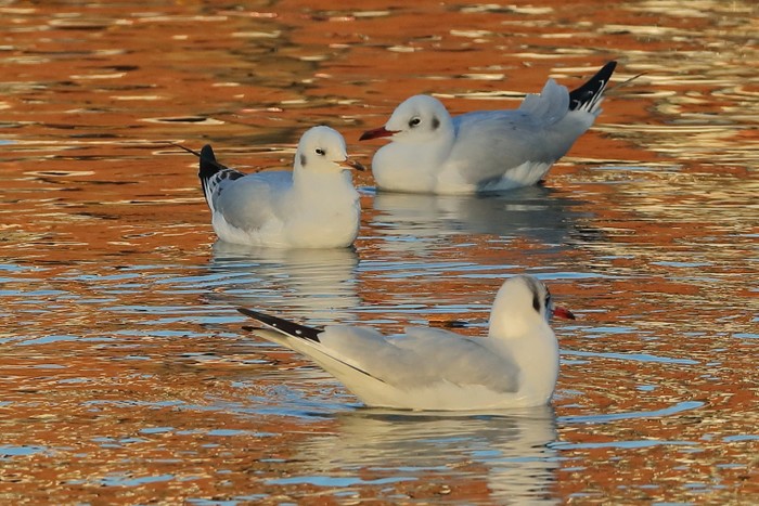 Black-headed Gull
