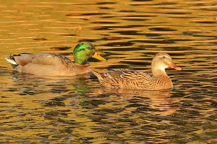 Mallard
