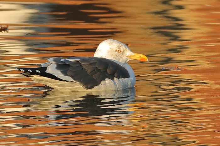 Lesser Black-backed Gull