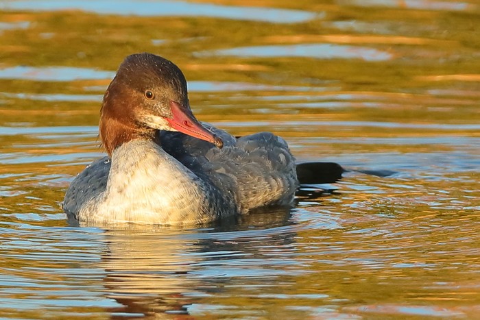 Goosander