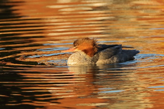 Goosander