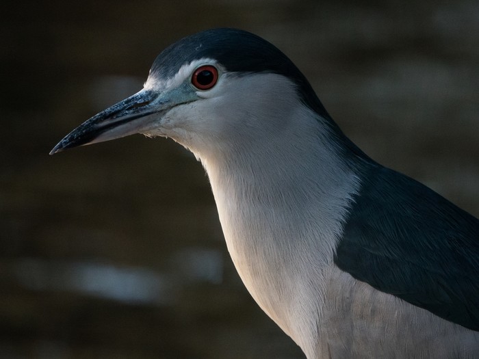 Night Heron