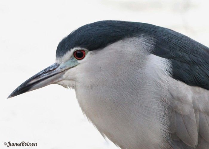 Night Heron