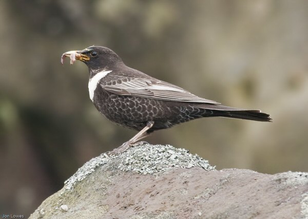 Ring Ouzel