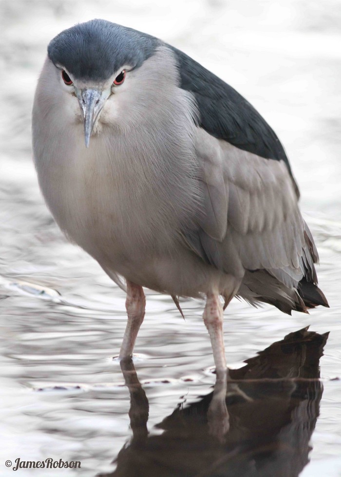 Night Heron