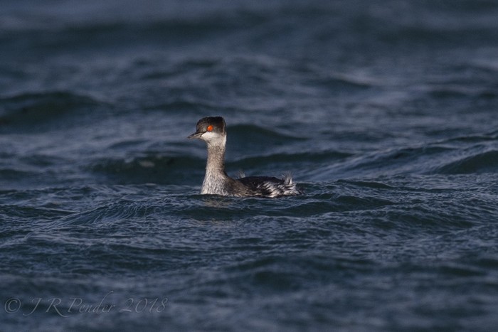 Black-necked Grebe