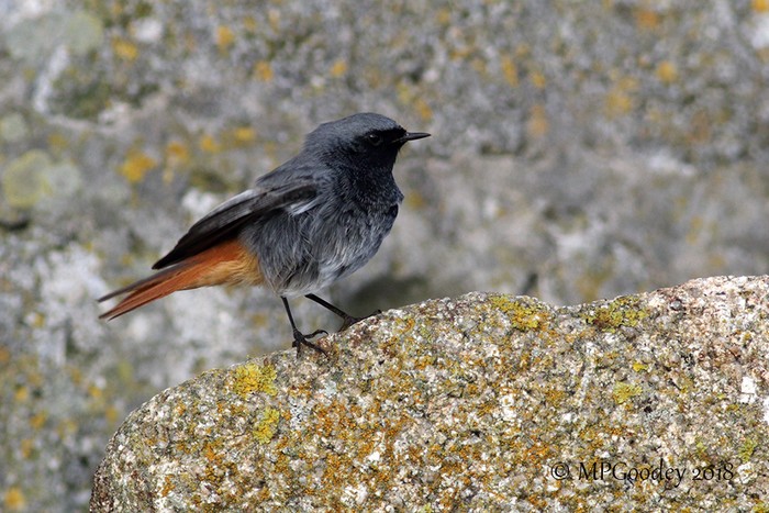 Black Redstart