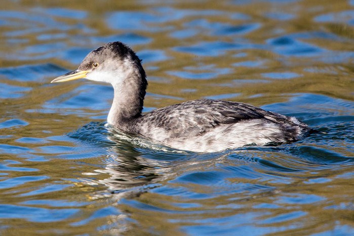 Red-necked Grebe