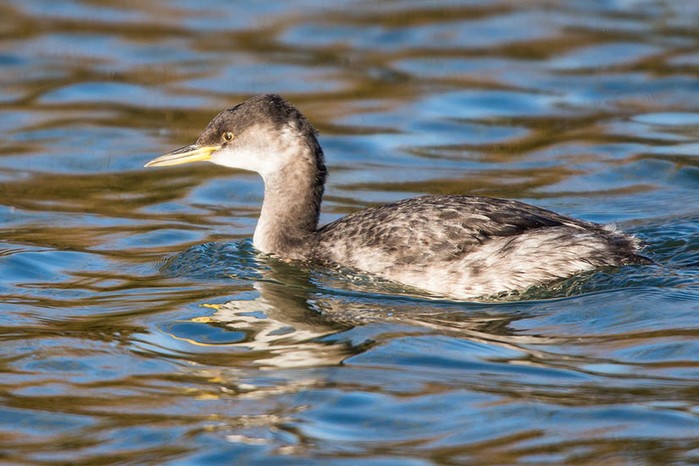 Red-necked Grebe