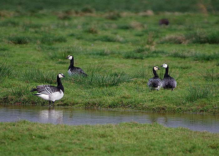 Barnacle Goose