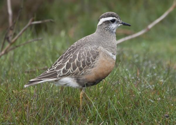Dotterel