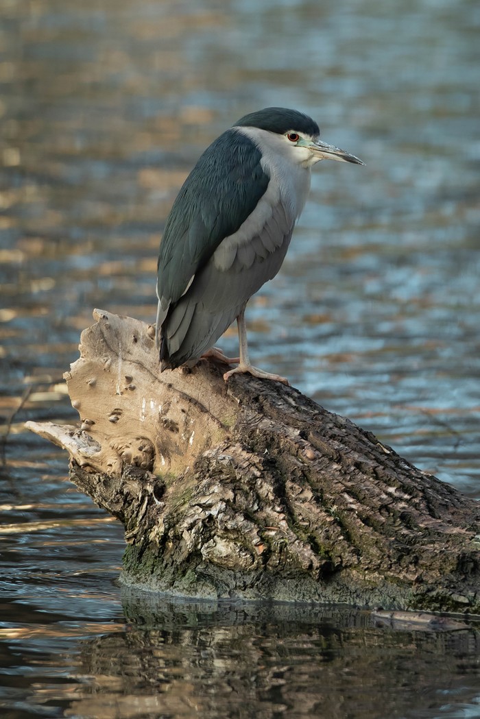 Night heron