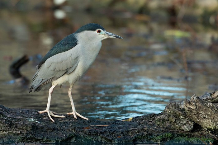 Night Heron