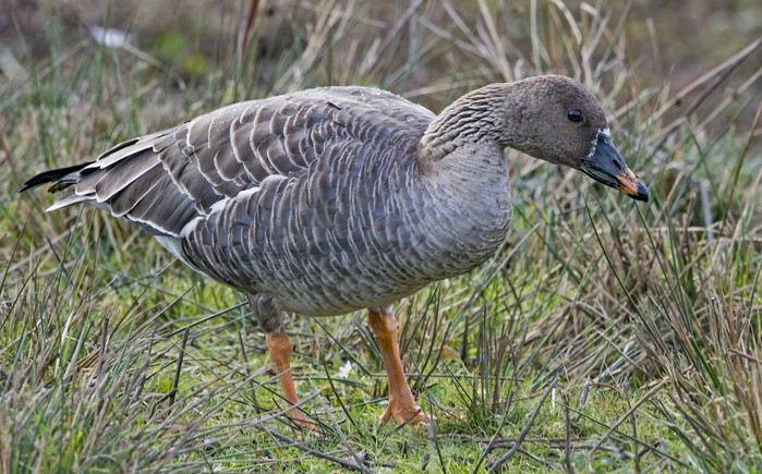 Tundra Bean Goose