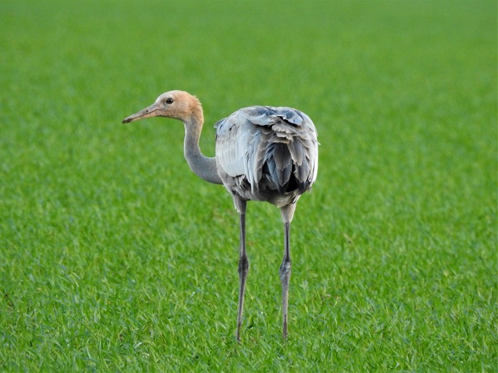 Common Crane