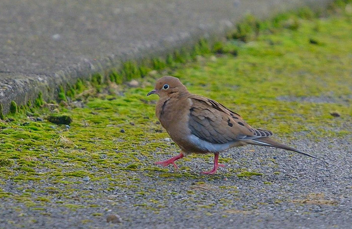 Mourning Dove