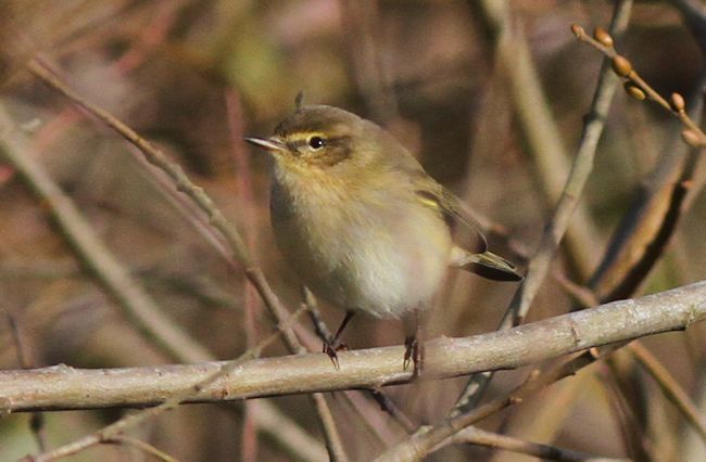 Chiffchaff