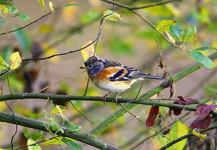 Brambling