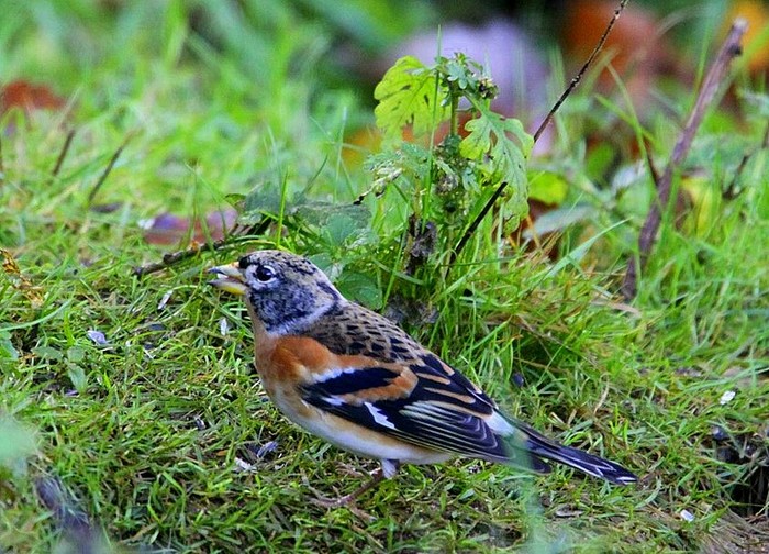Brambling