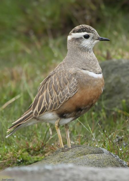 Dotterel