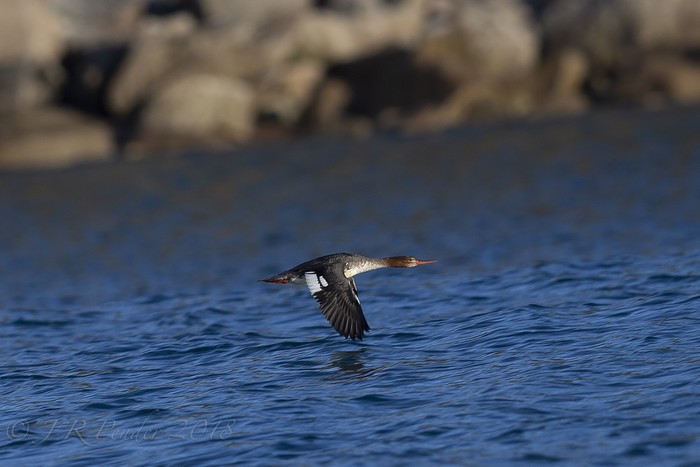 Red-breasted Merganser